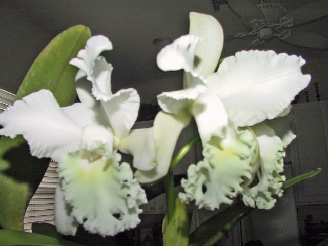Oncidium