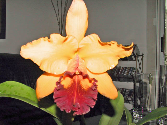 Cattleya
