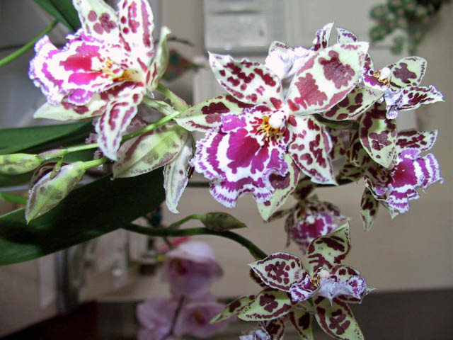 Oncidium