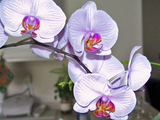 Phalaenopsis