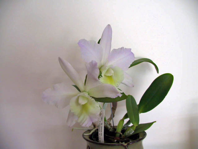 Cattleya