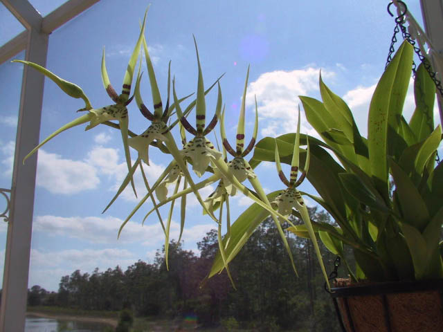 Epidendrum, Brassia Rex