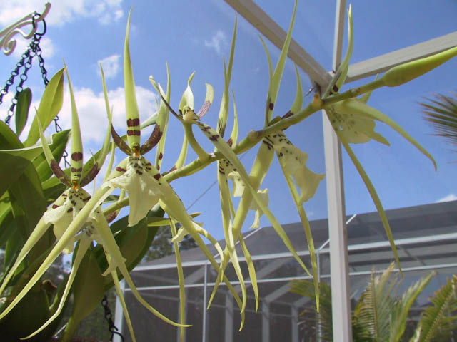 Epidendrum, Brassia Rex