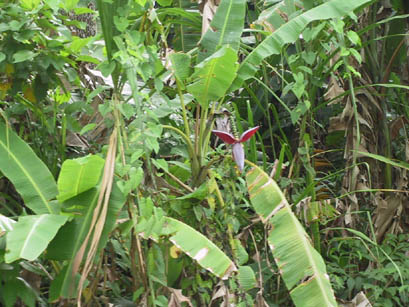 Costa Rica, Banana Tree Flower