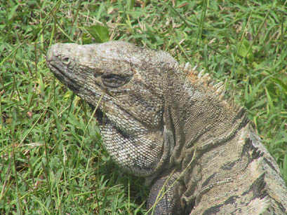 An Iguana, 