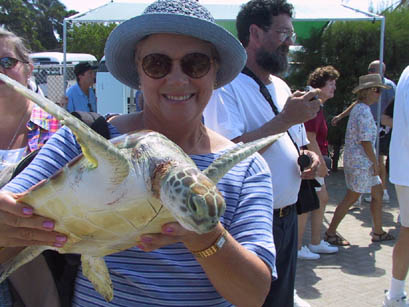 Grand Cayman, a little sea turtle